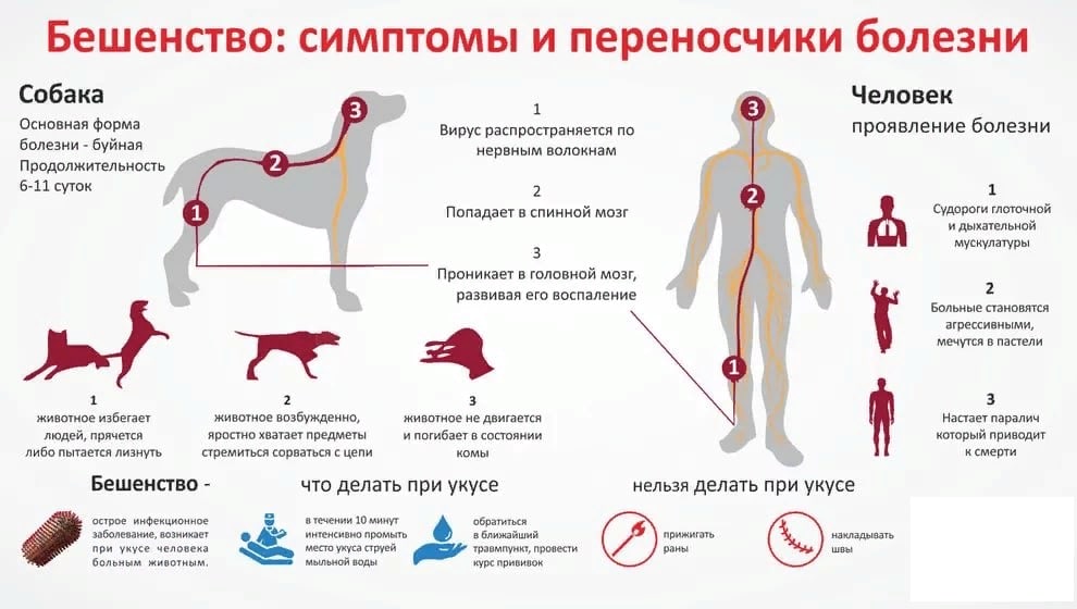 Лечение Суставов У Собак — Buy-artox.ru