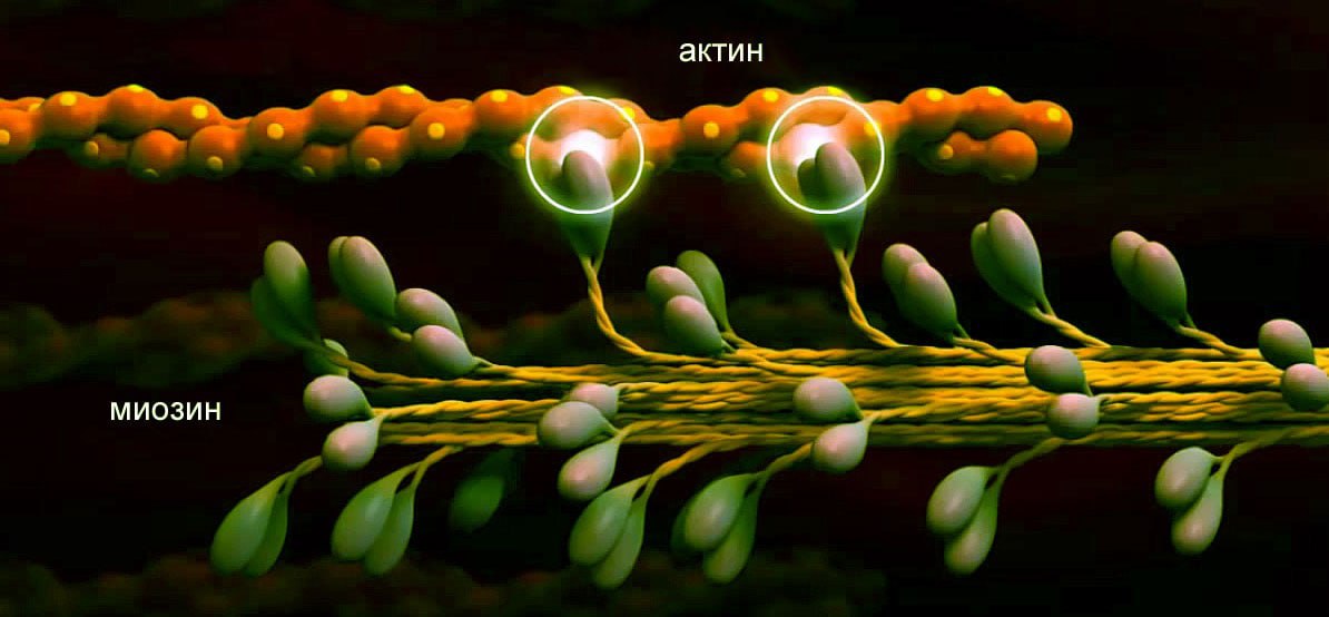 Актин и миозин рисунок