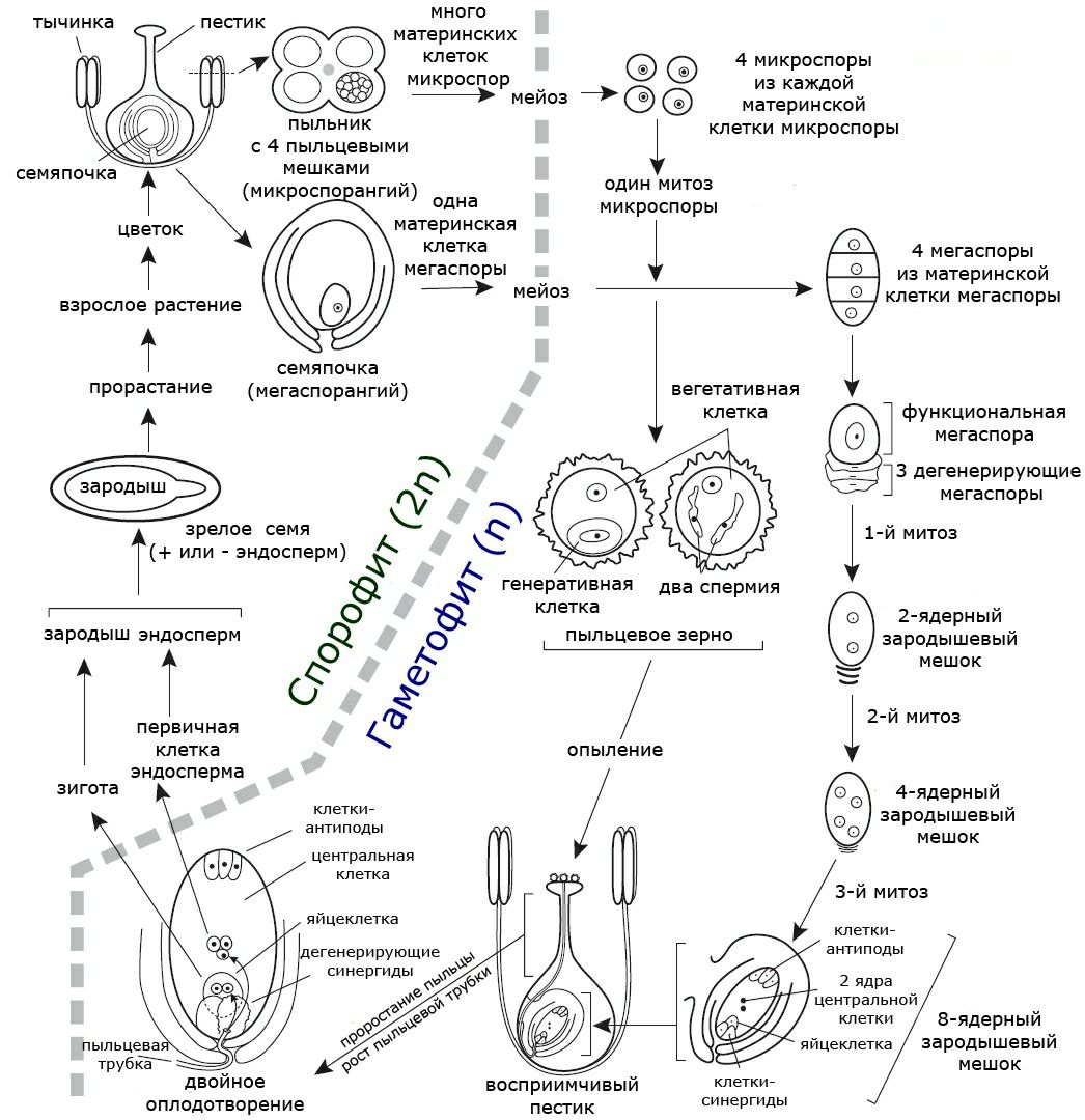 Генеративная клетка набор хромосом. Жизненный цикл покрытосеменных ЕГЭ схема. Цикл развития цветковых растений схема. Цикл развития покрытосеменных схема. Жизненный цикл ЕГЭ биология схема.