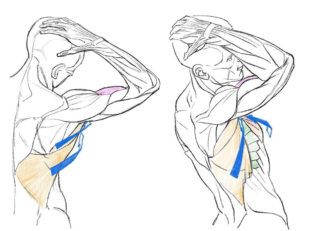 Анатомия практика. Kato_Anatomy..