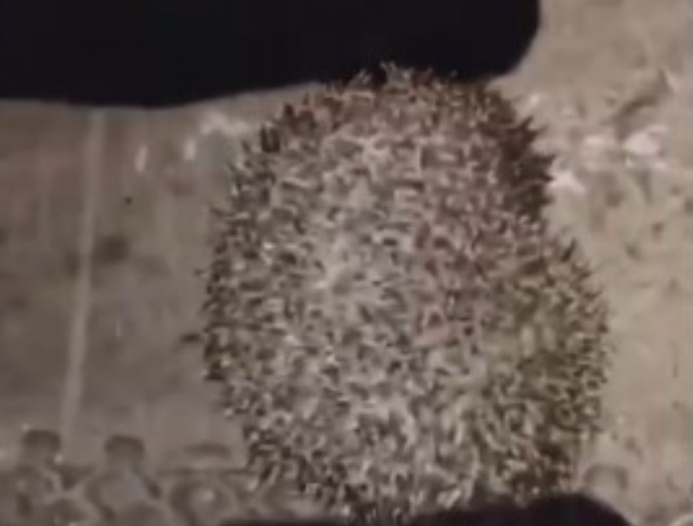 в минске подростки убили ежа. в минске подростки убили ежа. издевались над ежом. издевательства над ежом. издевательство над ежами.