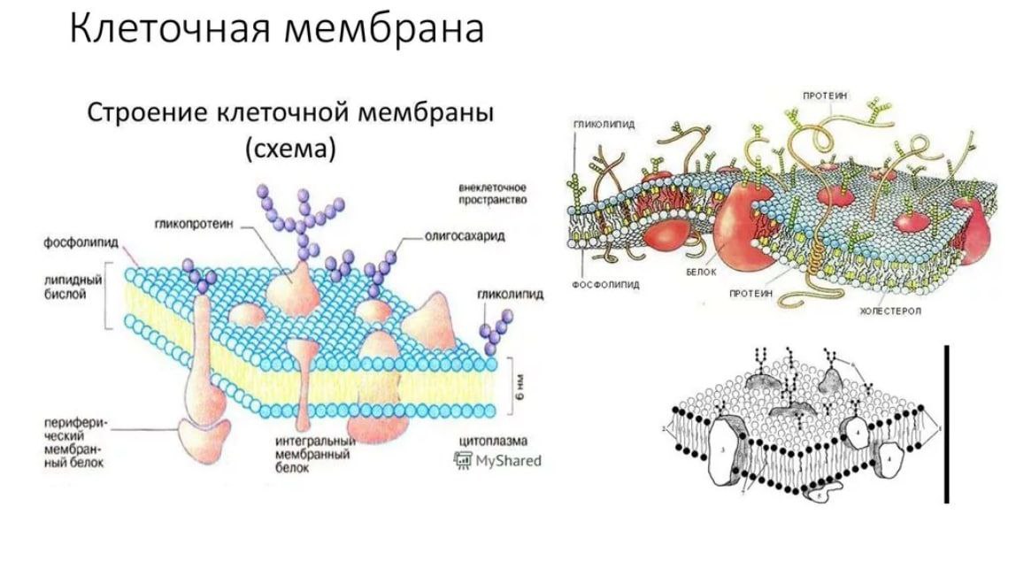 Структура клетки с двумя мембранами. Схема строения клеточной мембраны животной клетки. Структура плазматической мембраны схема. Структурные компоненты мембраны клетки. Схема строения плазматической мембраны.