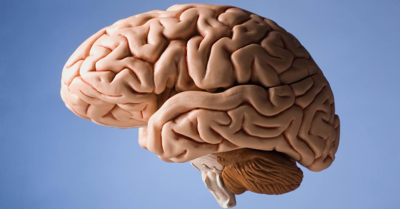 Изучение мозга человека