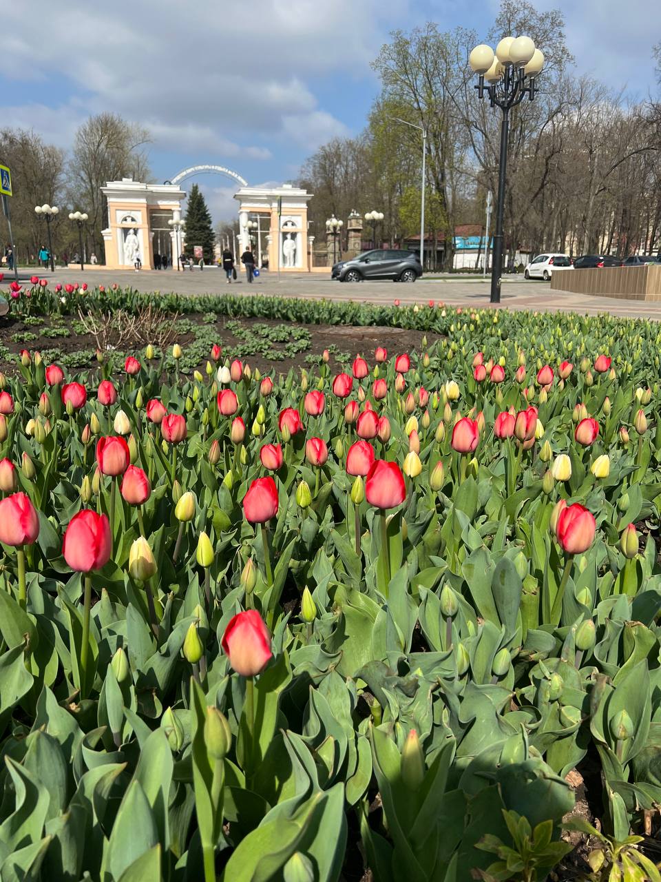 Розы можно ставить с тюльпанами. Первые тюльпаны. Тюльпаны 1ш. Весенний городской парк на смартфон. Крепко поставленный тюльпан.