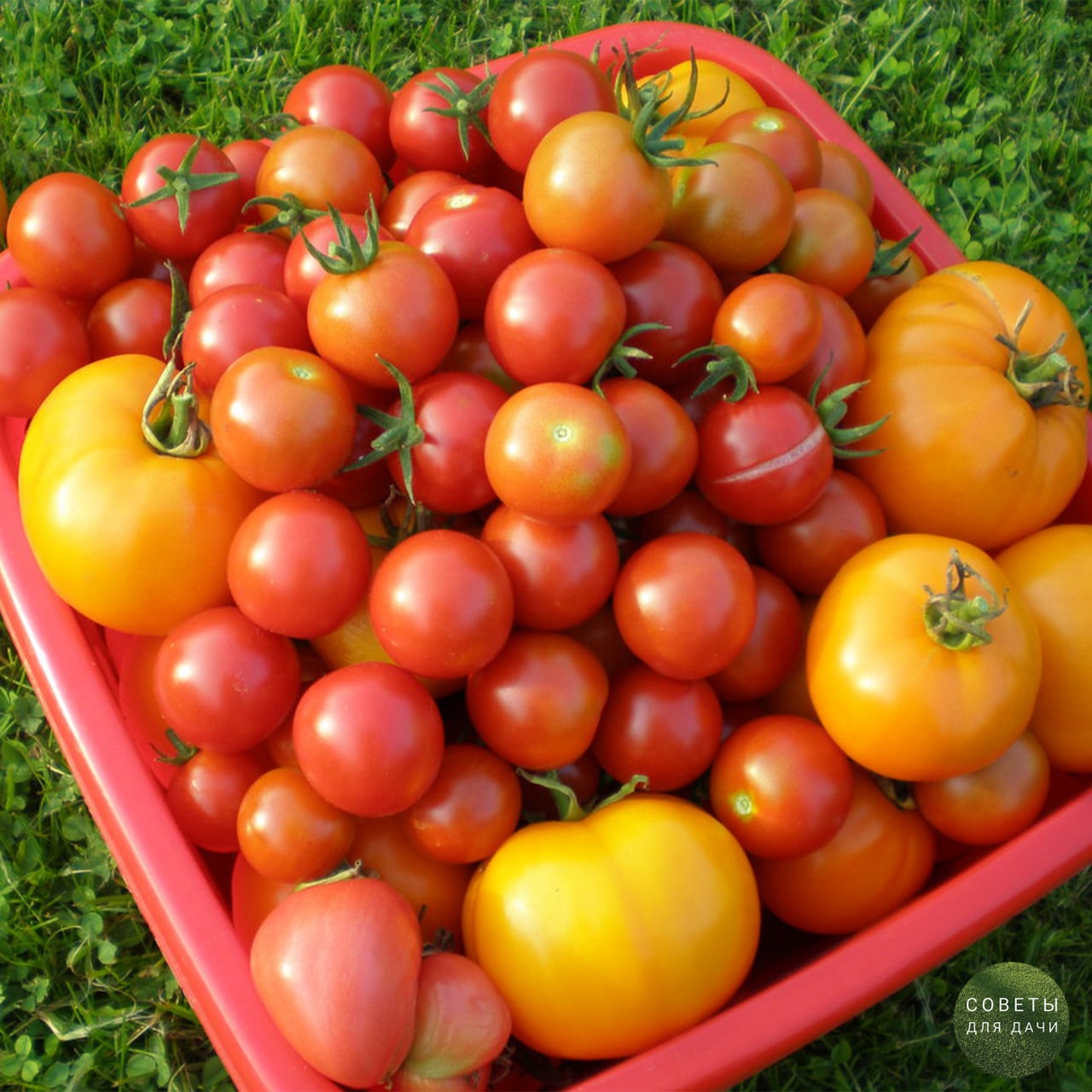 Семена урожайных томатов. Помидоры дачные. Урожай помидоров. Урожай помидор на даче. Сорт томата домашний.