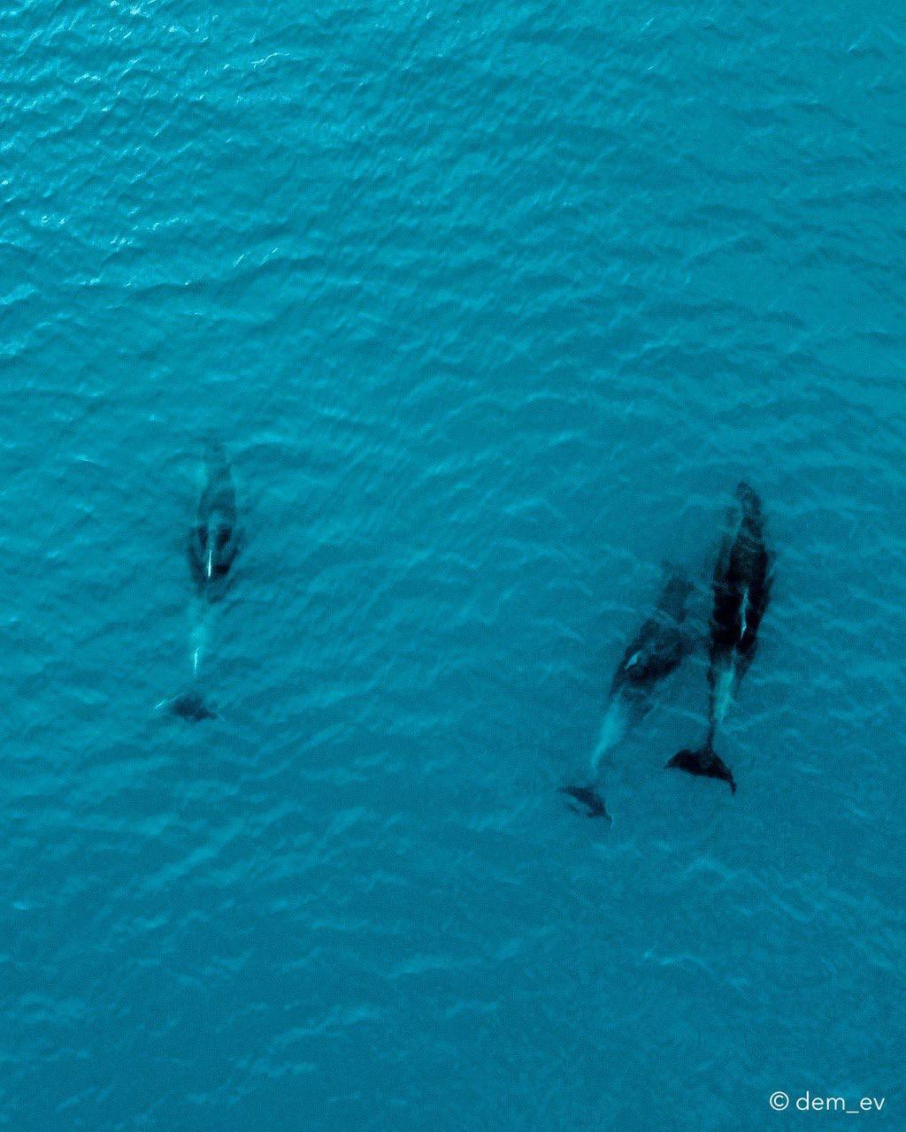 дельфины на черном море