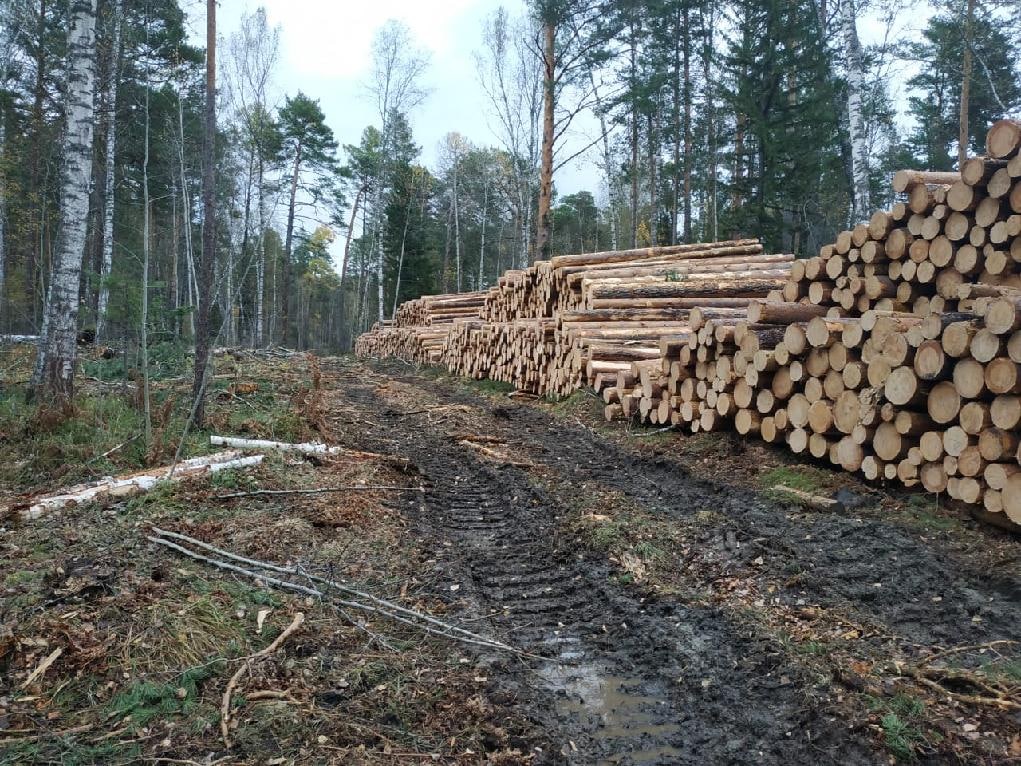 Благодаря лечения я быстро поправился вырубая леса. Вырубленные леса Красноярского края. Незаконная вырубка леса. Лесозаготовка. Рубка леса.