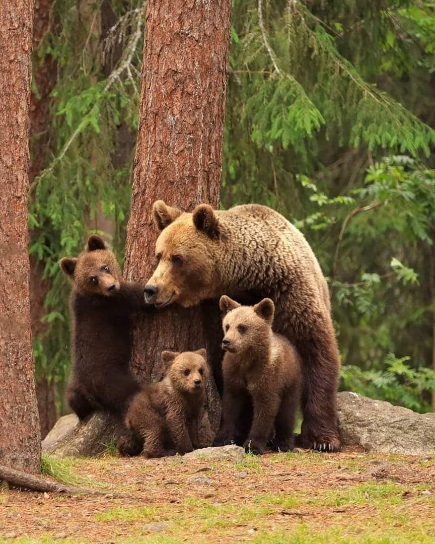 Медведица С Медвежатами В Лесу