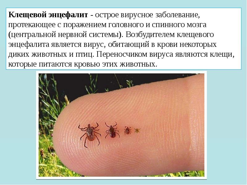 Клещевой энцефалит симптомы укуса. Клещевой энцефалит это вирусное заболевание. Клещевой боррелиоз укус.