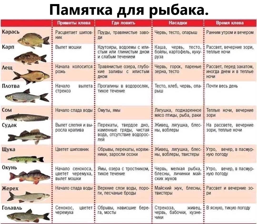 Сколько по времени надо готовить карпа