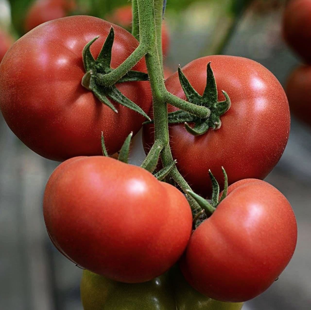 Первые семена томаты. Томат Мамстон. Помидоры Мамстон ф1. Сорт помидор Мамстон.