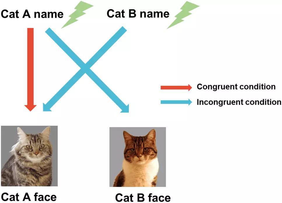 What is cats name